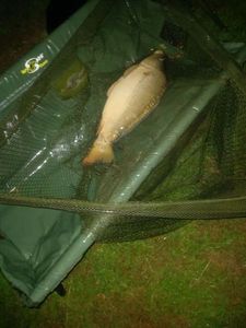 Mirror Carp