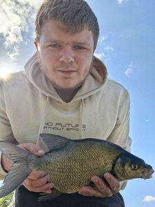 Common Bream