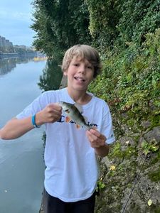European Perch