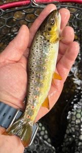 Brown Trout