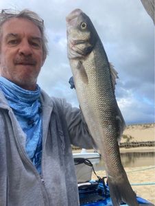 European Bass (Seabass)