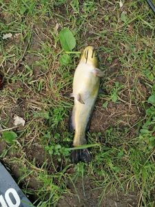 Black Bullhead