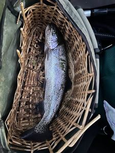 Rainbow Trout