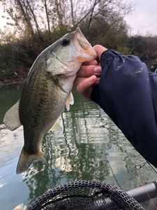 Smallmouth Bass