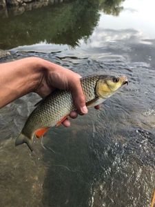 Chub
