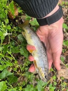 Brown Trout