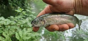 Rainbow Trout