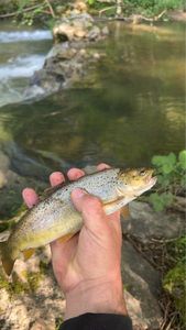 Brown Trout