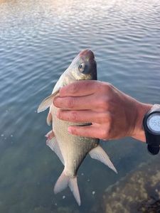Common Bream