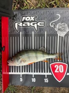 European Perch
