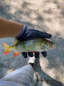 European Perch