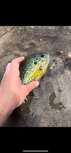 Green Sunfish