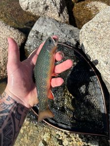 Brook Trout