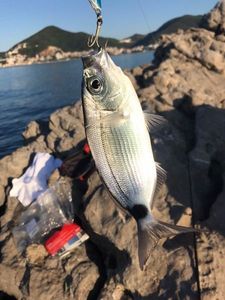 White Seabream