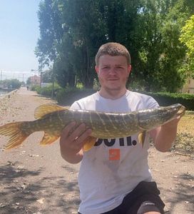 Northern Pike