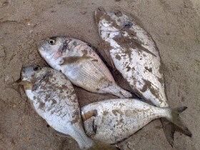 Gilthead Seabream