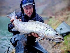 Brown Trout