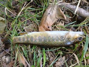 Brown Trout
