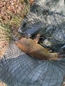 Tench