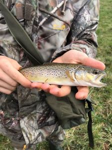 Brown Trout