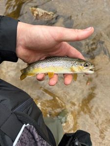 Brown Trout