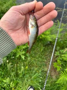 European Perch