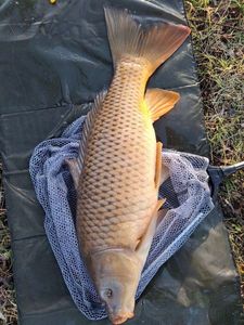 Common Carp