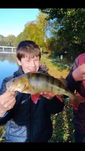 European Perch