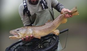 Marble Trout