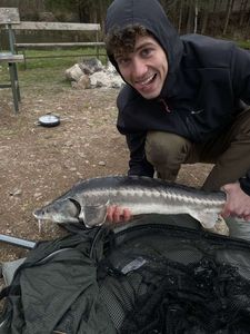 Sturgeon