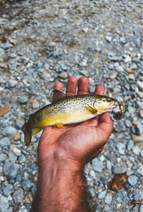 Brown Trout