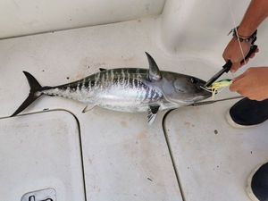 Bluefin Tuna