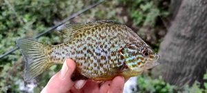 Green Sunfish