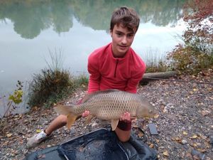 Common Carp