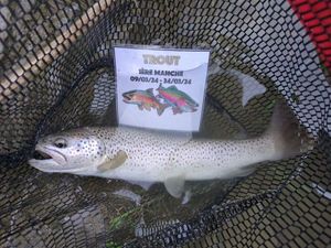 Brown Trout