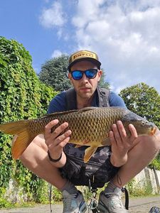 Common Carp