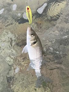 European Bass (Seabass)