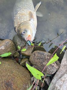 Crucian Carp