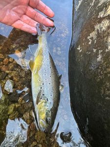 Brown Trout