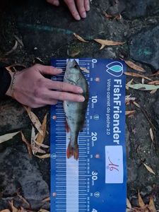 European Perch