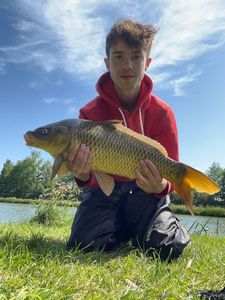 Common Carp