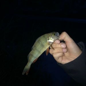 Roach