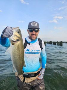 European Bass (Seabass)