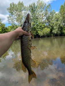 Northern Pike