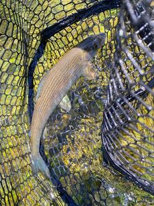 Grayling