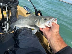 European Bass (Seabass)