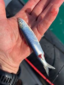 European Pilchard