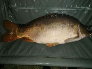 Mirror Carp