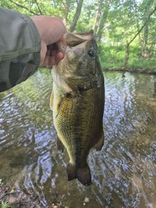 Largemouth Bass