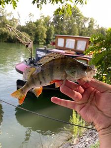 European Perch